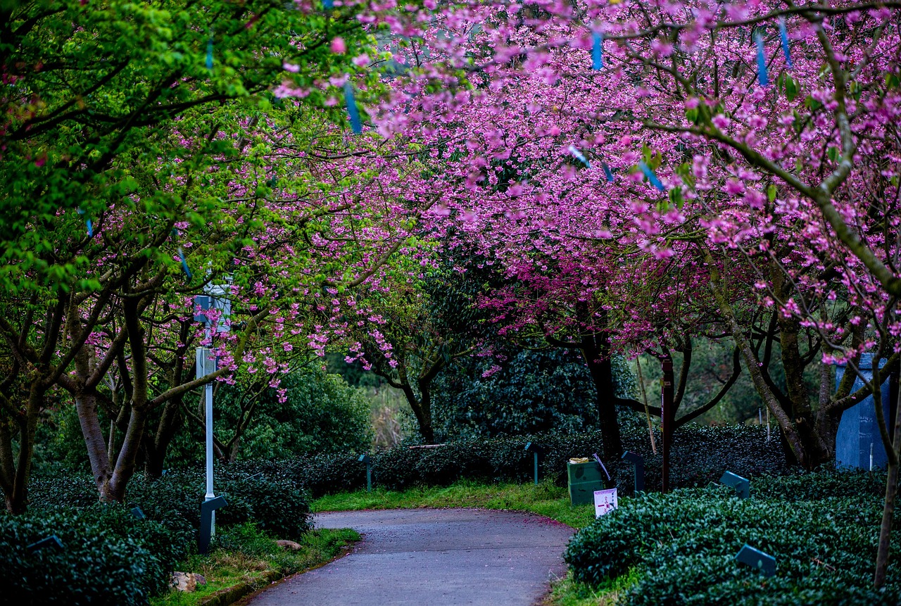 Simbol prolaznosti - Sakura