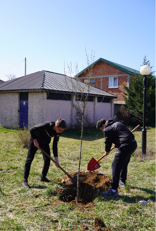 Slika za Nikšićki gimnazijalci u akciji sadnje drveća